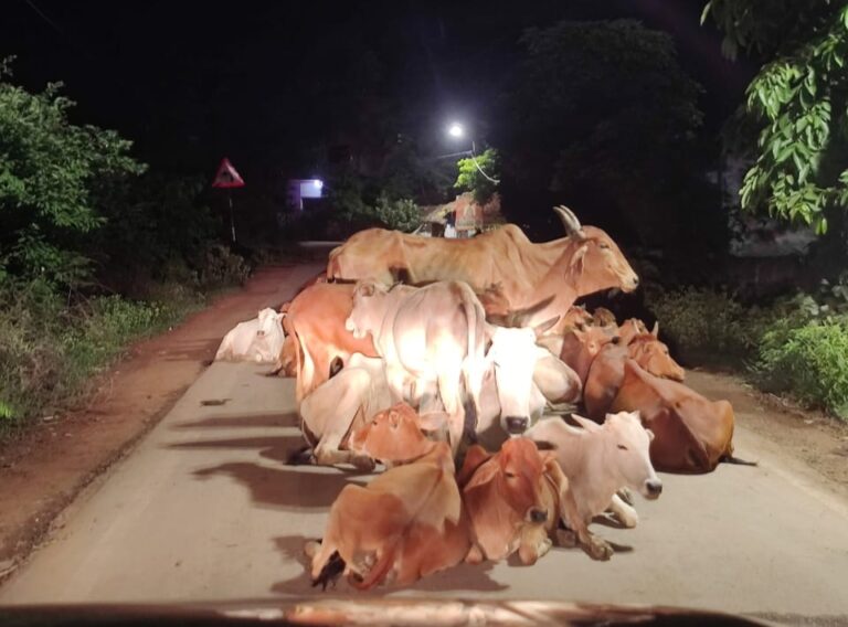 बहतराई-बिजौर मार्ग पर 200 से ज्यादा गौवंश का कब्ज़ा, निगम प्रशासन और जनप्रतिनिधि मौन